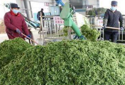 大量幾百噸廢棄菜葉回收利用生產(chǎn)工藝，果蔬垃圾廢菜葉怎么處理？